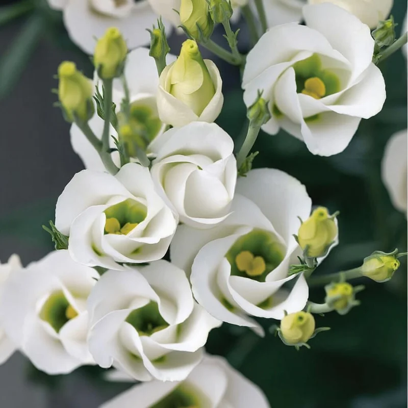 Lisianthus Solo White F1 Seeds - 25 Count - Pure White Elegant Blooms - Image 2
