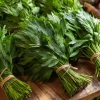 Lovage Seeds – Levisticum officinale – 50 Seeds – Aromatic Culinary Herb - Image 1
