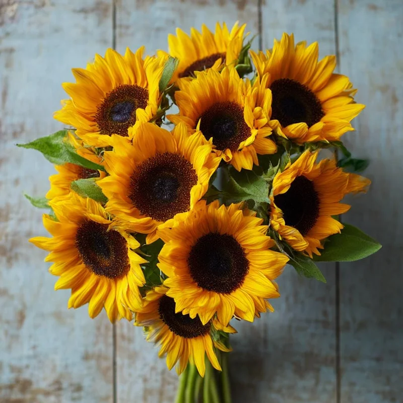 Mammoth Grey Stripe Sunflower Seeds – Giant Heirloom – 15 Seeds – Outdoor - Image 2