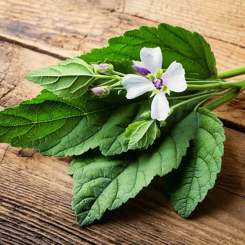 Marshmallow Herb Seeds - Althaea officinalis Perennial Medicinal Herb - 50 Seed Pack - Image 2