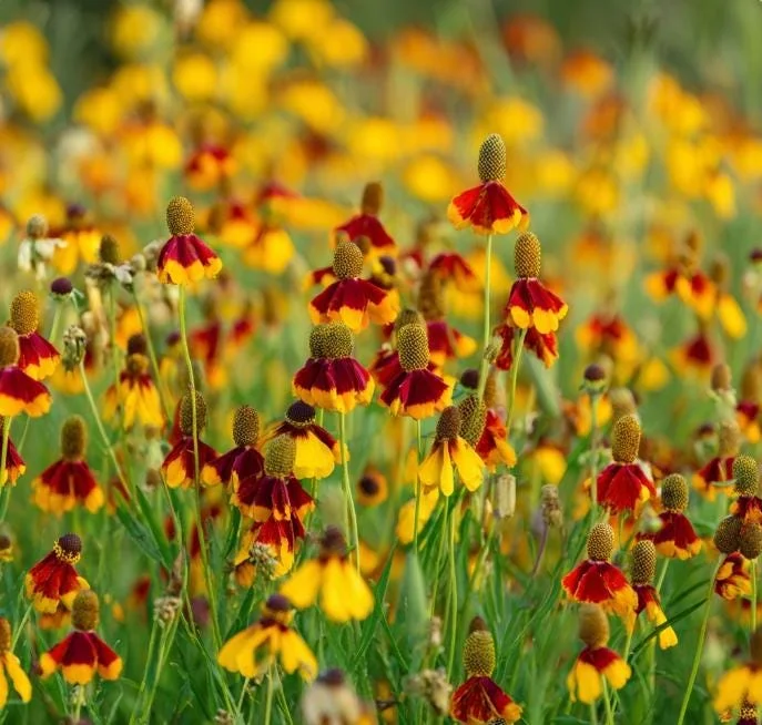 Mexican Hat Coneflower Seeds – 300 Count – Perennial Wildflower - Image 1