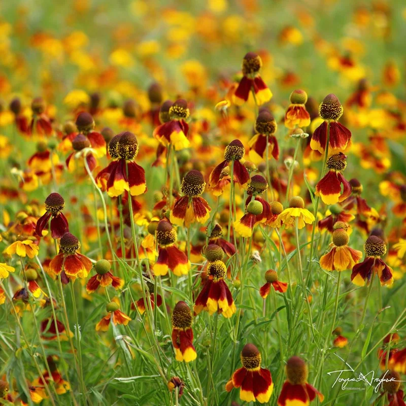 Mexican Hat Coneflower Seeds – 300 Count – Perennial Wildflower - Image 3