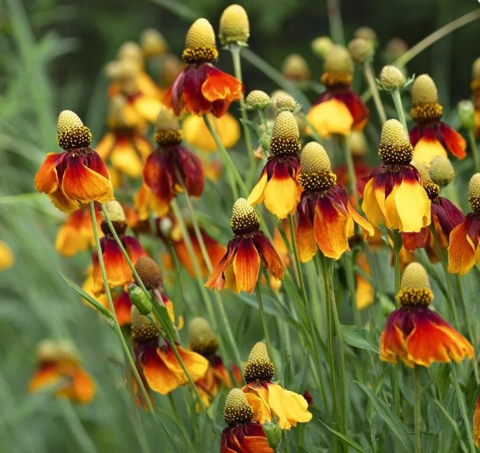 Mexican Hat Coneflower Seeds – 300 Count – Perennial Wildflower - Image 4