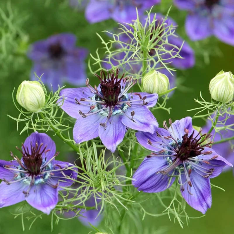 Midnight Nigella Seeds - 100 Count, Deep Blue-Black Love-in-a-Mist Flowers - Image 2