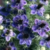 Midnight Nigella Seeds - 100 Count, Deep Blue-Black Love-in-a-Mist Flowers - Image 1