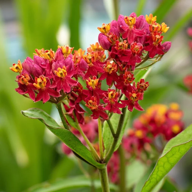 Milkweed Blood Flower Seeds - Vibrant Red Blooms - 50 Seeds - Pollinator Friendly - Image 2