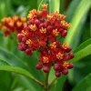 Milkweed Blood Flower Seeds - Vibrant Red Blooms - 50 Seeds - Pollinator Friendly - Image 1