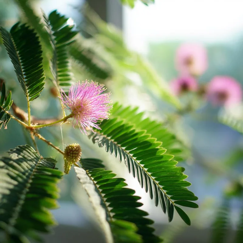 Mimosa Pudica Seeds – Sensitive 'Touch-Me-Not' Plant Seeds – 20 Seeds - Image 2