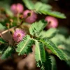 Mimosa Pudica Seeds – Sensitive 'Touch-Me-Not' Plant Seeds – 20 Seeds - Image 1