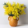 Mimosa Wattle Live Plant – Yellow Flowers, 3-5 Inch Tall Seedling in 4 Inch Pot Outdoor - Image 1