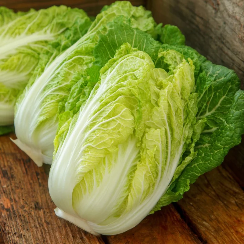 Mini Kisaku Napa Cabbage Seeds – 50 Count – Compact Chinese Cabbage for Containers - Image 2