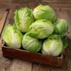 Mini Kisaku Napa Cabbage Seeds – 50 Count – Compact Chinese Cabbage for Containers - Image 1