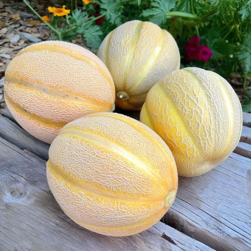 Minnesota Midget Melon Seeds - 25 Seeds for Sweet, Compact Melons, Gardens & Containers - Image 2