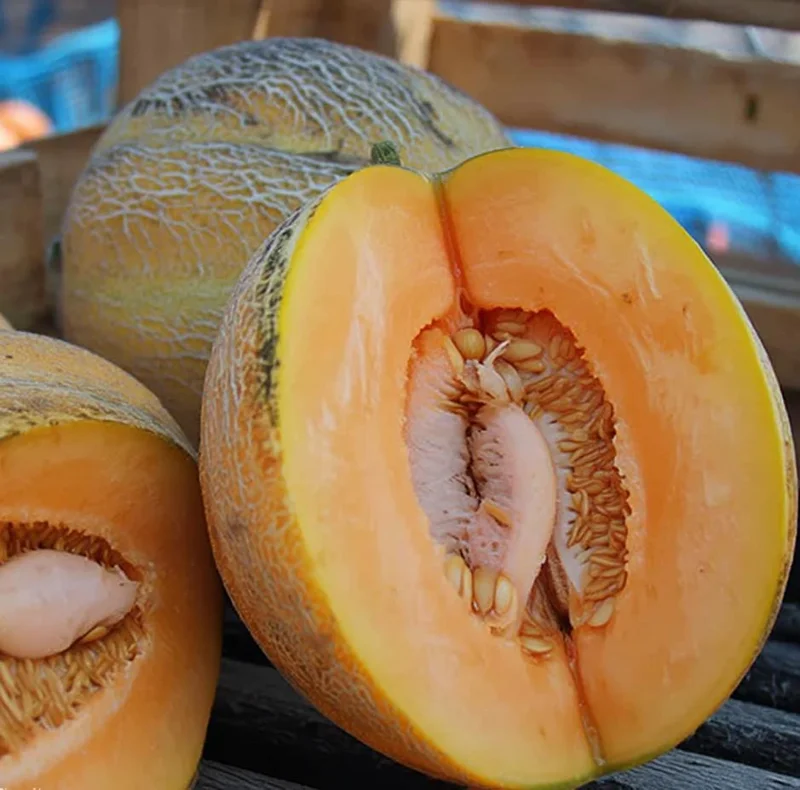 Minnesota Midget Melon Seeds - 25 Seeds for Sweet, Compact Melons, Gardens & Containers - Image 1