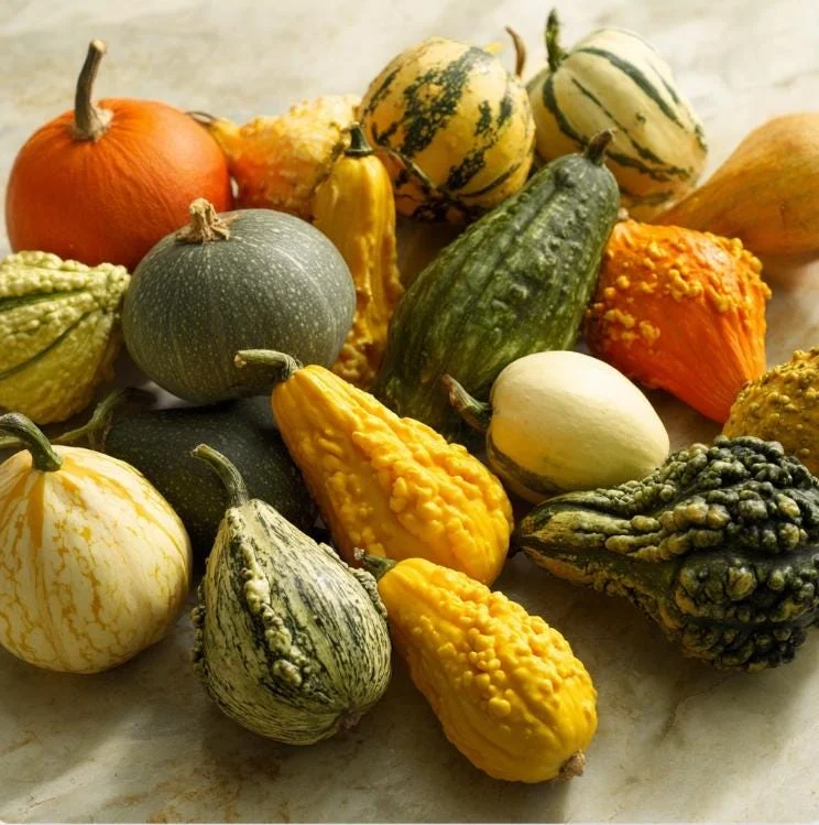 Mixed Gourd Seeds - Cucurbita Pepo - Colorful Garden Decor - 15 Seeds - Image 2