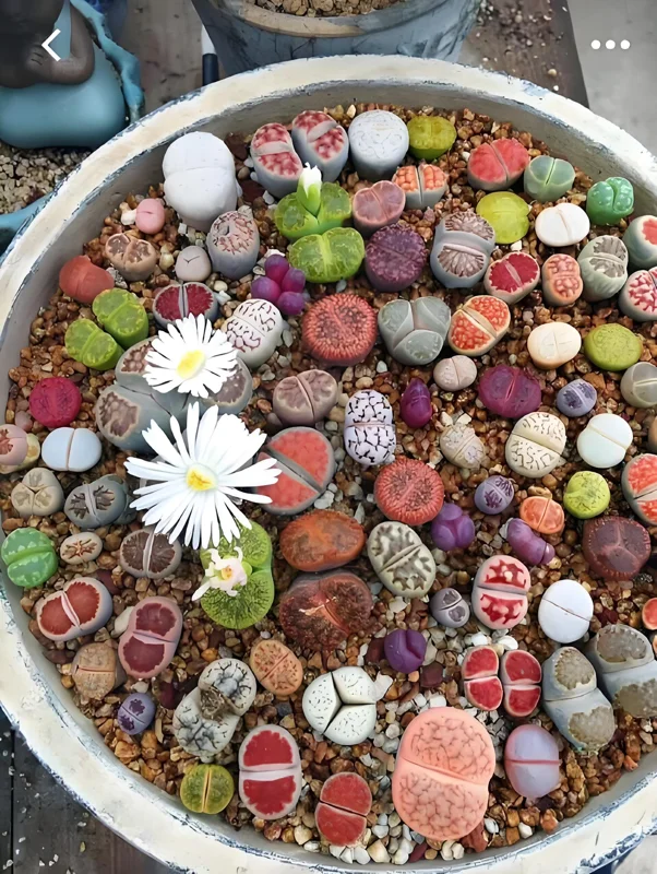 Mixed Lithops Seeds - Living Stone Succulent Seeds - 50 Seeds - Easy to Grow - Image 2