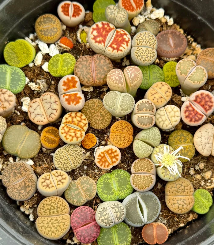 Mixed Lithops Seeds - Living Stone Succulent Seeds - 50 Seeds - Easy to Grow - Image 4