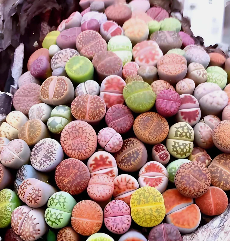 Mixed Lithops Seeds - Living Stone Succulent Seeds - 50 Seeds - Easy to Grow - Image 1