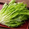 Mizuna Mustard Greens Heirloom Seeds – Fast Growing Leafy Green – 250 Seeds - Image 1