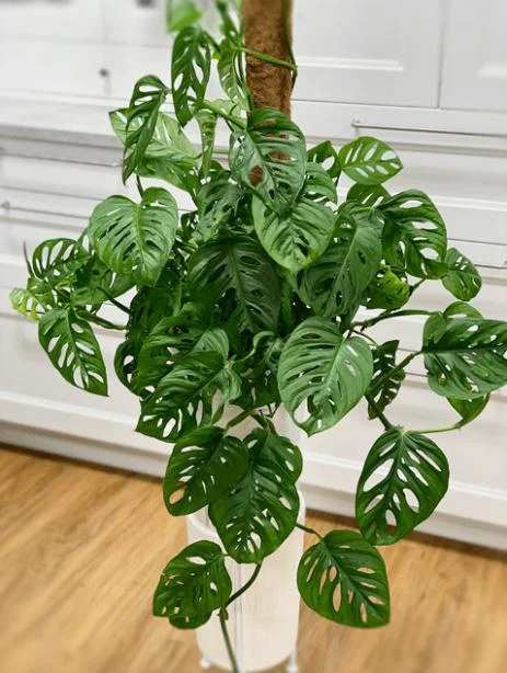Monstera Swiss Cheese Live Plant – Holy Leaf Vine – 2 Plants in 4 Inch Pot – Indoor/Outdoor - Image 2