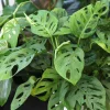 Monstera Swiss Cheese Live Plant – Holy Leaf Vine – 2 Plants in 4 Inch Pot – Indoor/Outdoor - Image 1