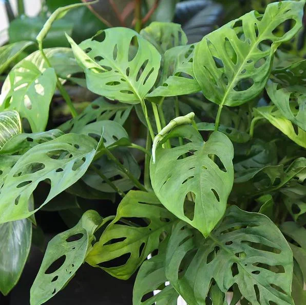 Monstera Swiss Cheese Live Plant – Holy Leaf Vine – 2 Plants in 4 Inch Pot – Indoor/Outdoor - Image 1
