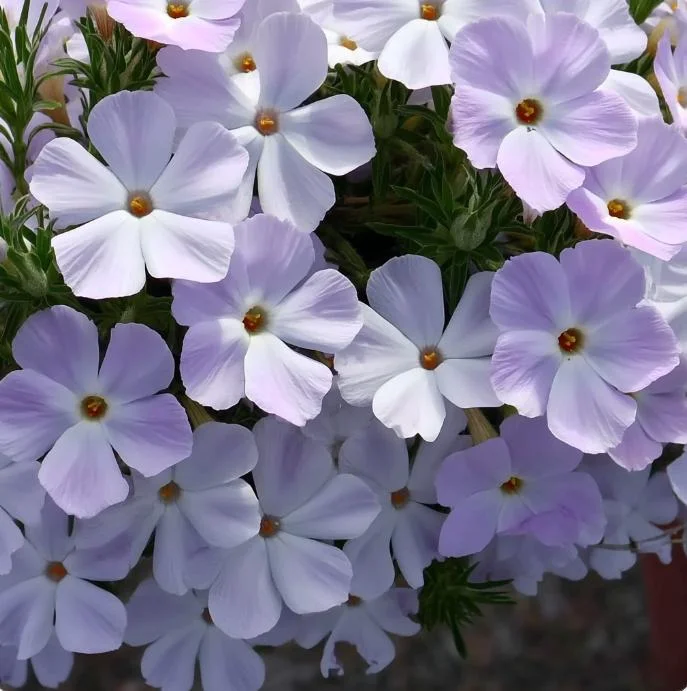 Mountain Phlox Seeds – Linanthus grandiflorus 500 Seeds – Hardy Low-Growing Wildflower - Image 2
