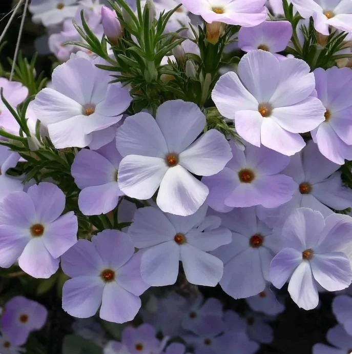 Mountain Phlox Seeds – Linanthus grandiflorus 500 Seeds – Hardy Low-Growing Wildflower - Image 3