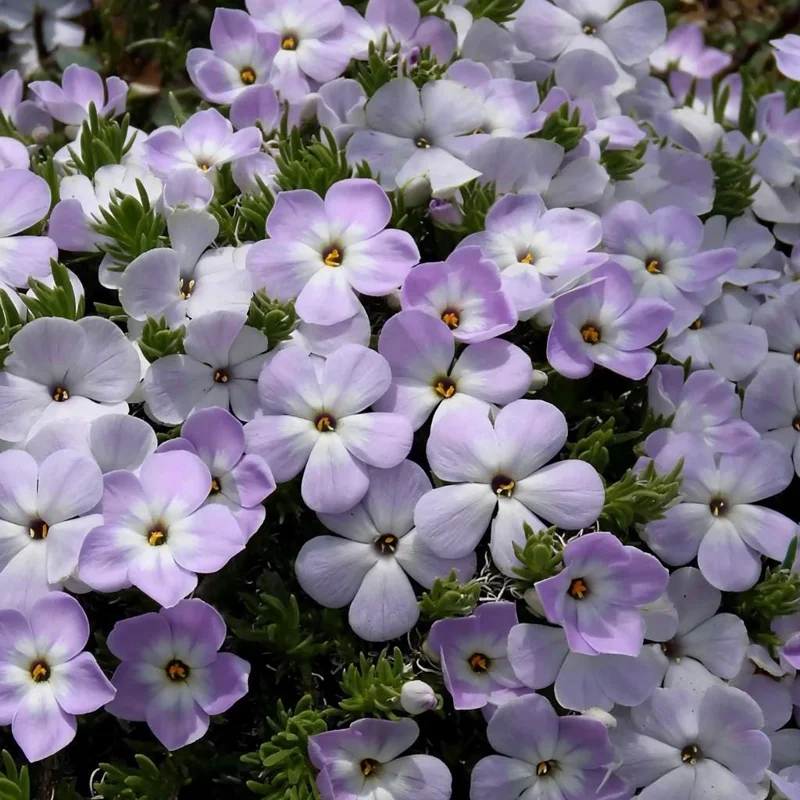 Mountain Phlox Seeds – Linanthus grandiflorus 500 Seeds – Hardy Low-Growing Wildflower - Image 4
