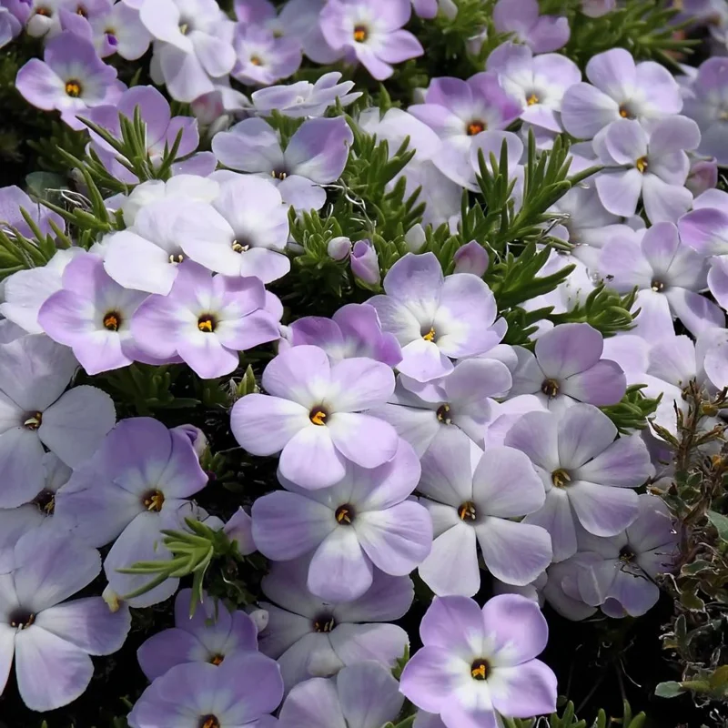 Mountain Phlox Seeds – Linanthus grandiflorus 500 Seeds – Hardy Low-Growing Wildflower - Image 1