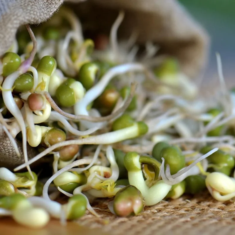 Mung Bean Sprouting Seeds - 500 Count, Nutrient-Rich, Easy to Sprout - Image 2