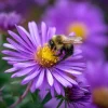 New England Aster Seeds - Vibrant Purple Blooms - 300 Seeds - Pollinator Friendly Perennial - Image 1