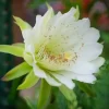 Night Blooming Cereus Live Plant - Queen of the Night, 4 Inch Pot, Indoor/Outdoor - Image 1