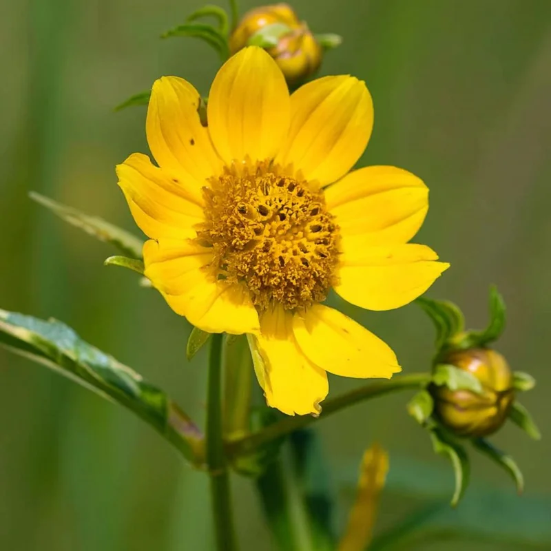 Nodding Bur Marigold Seeds - Bidens cernua Wildflower, 50 Seeds, Pollinator-Friendly - Image 2