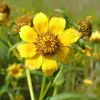 Nodding Bur Marigold Seeds - Bidens cernua Wildflower, 50 Seeds, Pollinator-Friendly - Image 1