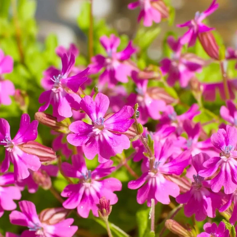 Nodding Catchfly Pink Flower Seeds - 300 Heirloom Silene pendula Seeds for Gardens - Image 1