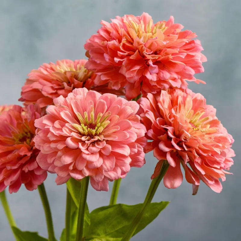 Oklahoma Salmon Zinnia Seeds - 50 Seeds for Vibrant Cut Flowers, Long Stems - Image 3