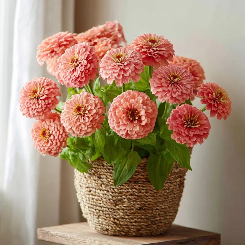 Oklahoma Salmon Zinnia Seeds - 50 Seeds for Vibrant Cut Flowers, Long Stems - Image 4