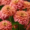 Oklahoma Salmon Zinnia Seeds - 50 Seeds for Vibrant Cut Flowers, Long Stems - Image 1