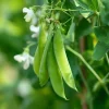 Oregon Sugar Pod Snow Pea Seeds - 30 Count for Sweet, Crisp Harvests - Image 1