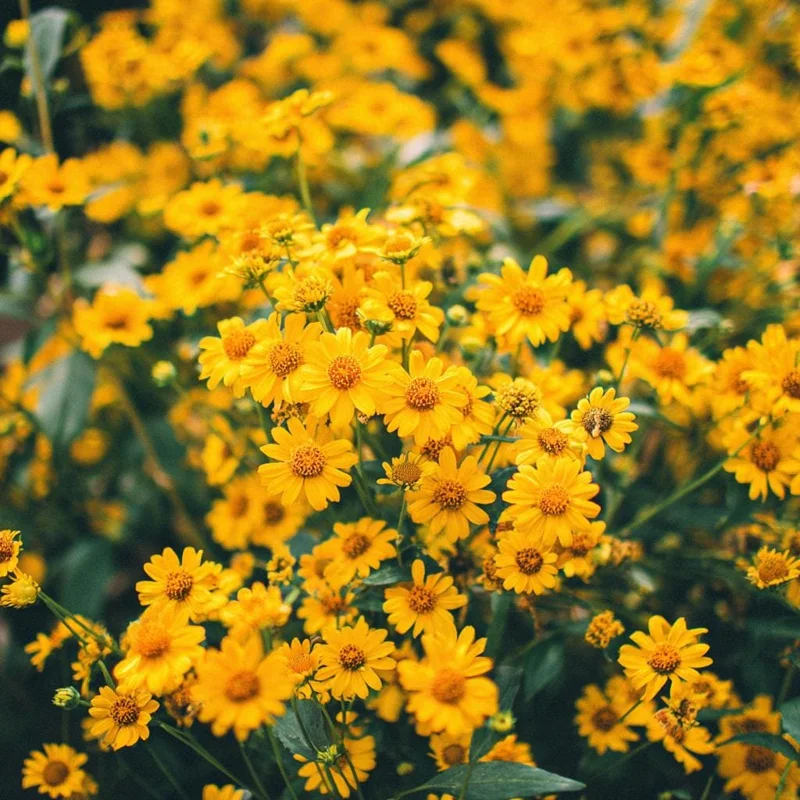 Oregon Sunshine Seeds - Bright Yellow Blooms, 100 Seeds, Hardy Perennial - Image 2