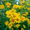 Oregon Sunshine Seeds - Bright Yellow Blooms, 100 Seeds, Hardy Perennial - Image 1