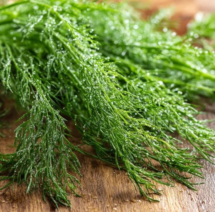 Organic Bouquet Dill Seeds – Anethum graveolens – 100 Seeds – Culinary Herb - Image 2