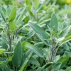 Organic Broadleaf Sage Seeds - 50 Seed Pack - Aromatic Culinary Herb - Image 1
