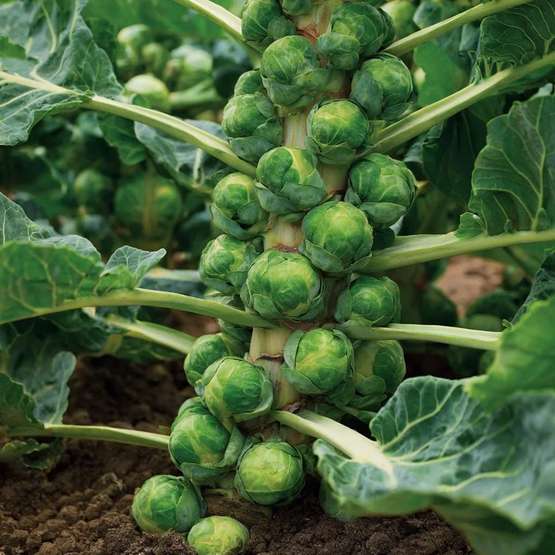 Organic Brussels Sprouts Seeds - Heirloom Mini Cabbage - 50 Seed Packet - Easy to Grow for Gardens & Containers - Image 3