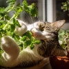 Organic Catnip Seeds - Nepeta cataria - 300 Seeds - Fragrant Herb - Image 1