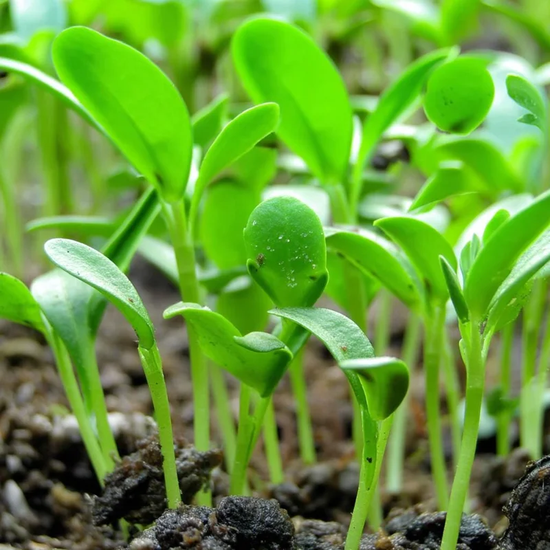 Organic Fenugreek Seeds - Trigonella foenum-graecum Herb, 250 Seeds - Image 2