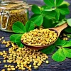 Organic Fenugreek Seeds - Trigonella foenum-graecum Herb, 250 Seeds - Image 1