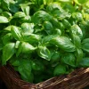 Organic Italian Large Leaf Basil Seeds - Culinary Herb - 250 Seed Pack - Image 1