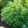 Organic Italian Oregano Seeds - 200 Aromatic Herb Seeds for Culinary Gardens - Image 1